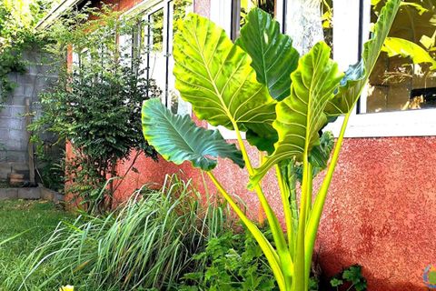 Villa i La Possession, La Reunion, La Possession - € 367.000 | Ref: 6610 - foto 2