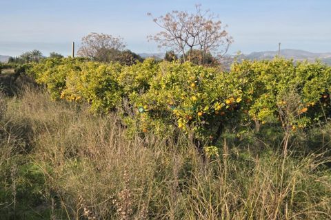 Terra a Rafelcofer, Valencia, Rafelcofer - € 8.500 | Ref: PNPT288 - foto 6