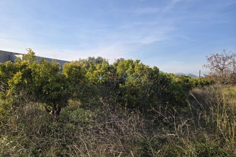 Terra a Rafelcofer, Valencia, Rafelcofer - € 8.500 | Ref: PNPT288 - foto 5