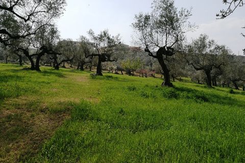 Terra a Pianella, Pescara, Pianella - € 30.000 | Ref: 1837910 - foto 4