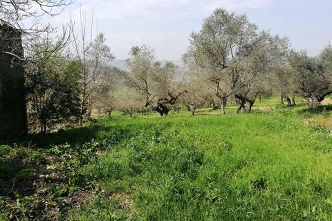 Terra a Pianella, Pescara, Pianella - € 30.000 | Ref: 1837910 - foto 14