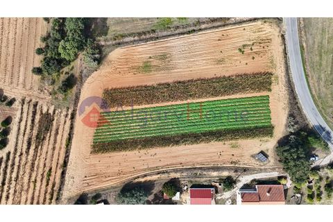 Helårsgrund i Rogil, Faro, Rogil - € 135.000 | Ref: TER_364 - foto 11