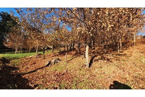 Helårsgrund i Moncao, Viana do Castelo, Moncao - € 20.000 | Ref: 4311 - foto 15