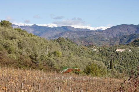 Helårsgrund i Perinaldo, Imperia, Perinaldo - € 275.000 | Ref: T220 - foto 2