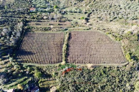 Helårsgrund i Perinaldo, Imperia, Perinaldo - € 275.000 | Ref: T220 - foto 11