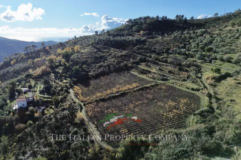 Helårsgrund i Perinaldo, Imperia, Perinaldo - € 275.000 | Ref: T220 - foto 13