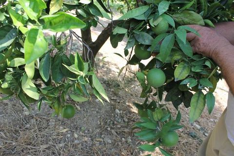 Villa a Calamonaci, Agrigento, Calamonaci - € 390.000 | Ref: Villa Cocchiara - foto 23