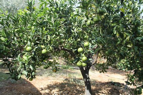 Villa a Calamonaci, Agrigento, Calamonaci - € 390.000 | Ref: Villa Cocchiara - foto 18