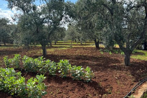 Villa i Ostuni, Brindisi, Ostuni - € 190.000 | Ref: 844 - foto 18