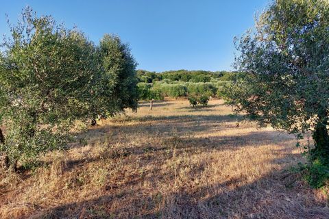 Villa a Cisternino, Brindisi, Cisternino - € 85.000 | Ref: 848 - foto 40