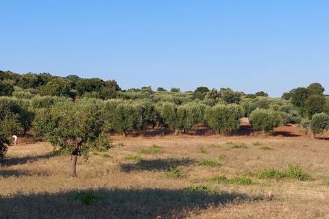 Villa a Cisternino, Brindisi, Cisternino - € 85.000 | Ref: 848 - foto 43
