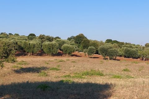 Villa a Cisternino, Brindisi, Cisternino - € 85.000 | Ref: 848 - foto 46