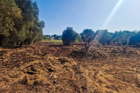Villa i Ostuni, Brindisi, Ostuni - € 240.000 | Ref: 891 - foto 44