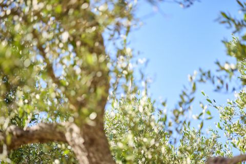 Villa i Ostuni, Brindisi, Ostuni - € 1.100.000 | Ref: 920 - foto 7