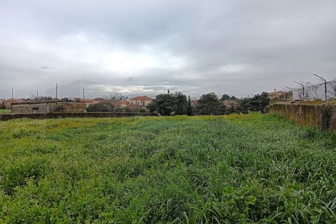 Terra a Branca, Aveiro, Branca - € 100.000 | Ref: AV26/011 - foto 19