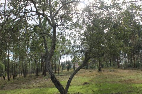Terra a Melres e Medas, Porto, Melres e Medas - € 145.000 | Ref: ZMPT584747 - foto 24