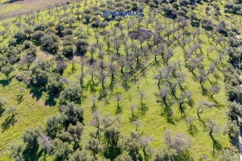 Villa i Noto, Siracusa, Noto - € 1.200.000 | Ref: 1241 - foto 19