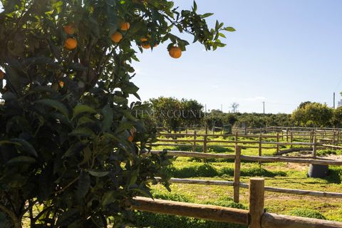 Farm hus i Olhao, Faro, Olhao - € 439.000 | Ref: FC055TVZ - foto 15