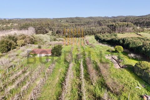 Terra a Gaeiras, Leiria, Gaeiras - € 77.500 | Ref: TER_669_RF - foto 3