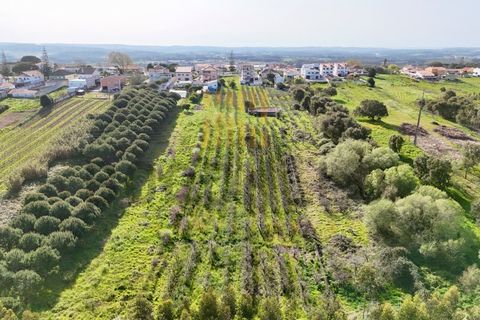Terra a Gaeiras, Leiria, Gaeiras - € 77.500 | Ref: TER_669_RF - foto 4