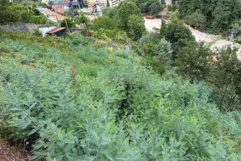 Helårsgrund i Braga, Braga, Braga - € 67.500 | Ref: C0256-03307 - foto 5