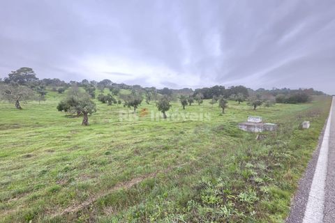 Terra a Olaia e Paco, Santarem, Olaia e Paco - € 71.500 | Ref: 01860-26 - foto 2