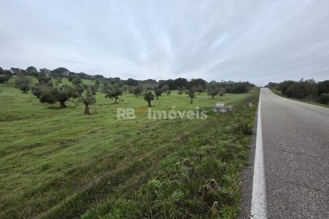 Terra a Olaia e Paco, Santarem, Olaia e Paco - € 71.500 | Ref: 01860-26 - foto 3
