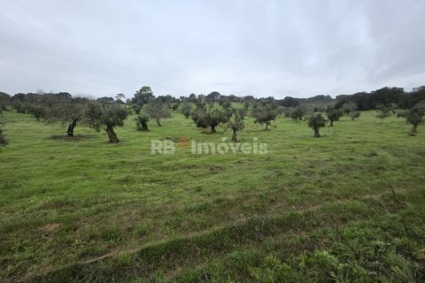 Terra a Olaia e Paco, Santarem, Olaia e Paco - € 71.500 | Ref: 01860-26 - foto 4