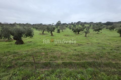 Terra a Olaia e Paco, Santarem, Olaia e Paco - € 71.500 | Ref: 01860-26 - foto 5