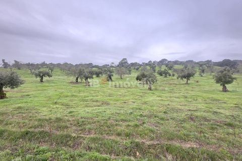 Terra a Olaia e Paco, Santarem, Olaia e Paco - € 71.500 | Ref: 01860-26 - foto 7