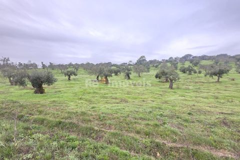 Terra a Olaia e Paco, Santarem, Olaia e Paco - € 71.500 | Ref: 01860-26 - foto 8