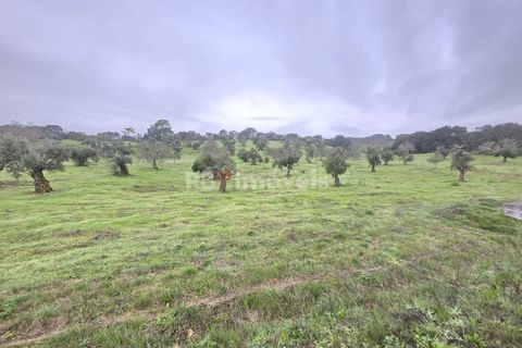 Terra a Olaia e Paco, Santarem, Olaia e Paco - € 71.500 | Ref: 01860-26 - foto 9
