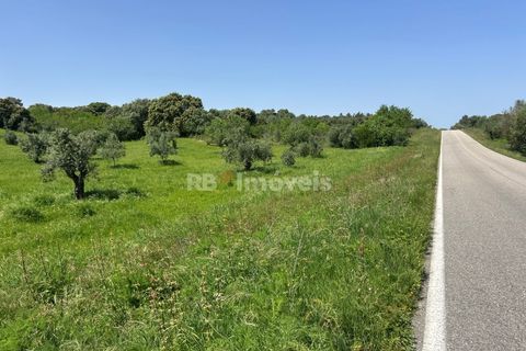 Terra a Olaia e Paco, Santarem, Olaia e Paco - € 71.500 | Ref: 01860-26 - foto 11