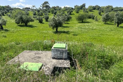Terra a Olaia e Paco, Santarem, Olaia e Paco - € 71.500 | Ref: 01860-26 - foto 12