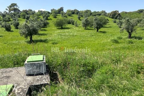 Terra a Olaia e Paco, Santarem, Olaia e Paco - € 71.500 | Ref: 01860-26 - foto 13