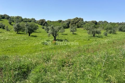 Terra a Olaia e Paco, Santarem, Olaia e Paco - € 71.500 | Ref: 01860-26 - foto 14