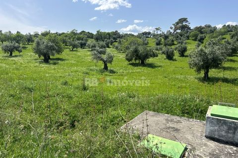 Terra a Olaia e Paco, Santarem, Olaia e Paco - € 71.500 | Ref: 01860-26 - foto 15