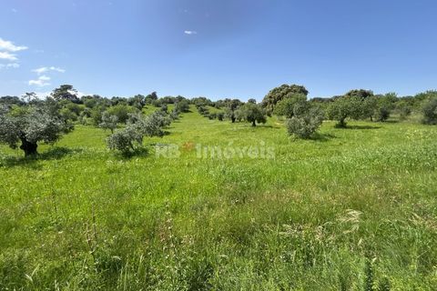 Terra a Olaia e Paco, Santarem, Olaia e Paco - € 71.500 | Ref: 01860-26 - foto 16