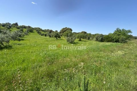 Terra a Olaia e Paco, Santarem, Olaia e Paco - € 71.500 | Ref: 01860-26 - foto 17