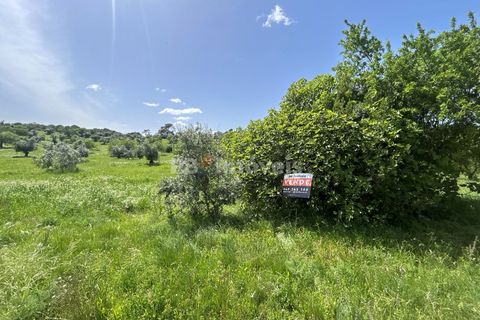 Terra a Olaia e Paco, Santarem, Olaia e Paco - € 71.500 | Ref: 01860-26 - foto 20
