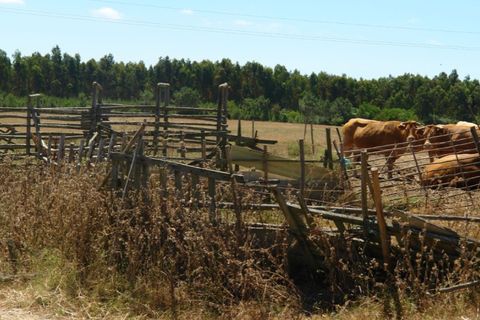 Farm i Odeceixe, Faro, Odeceixe - € 950.000 | Ref: 1054 - foto 7