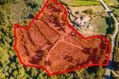 Masia a Grilo, Porto, Grilo - € 96.000 | Ref: C0471-00375 - foto 14