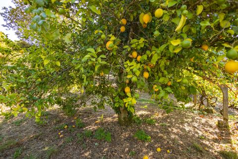 Masia a Grilo, Porto, Grilo - € 96.000 | Ref: C0471-00375 - foto 28