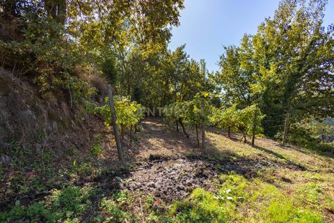Masia a Grilo, Porto, Grilo - € 96.000 | Ref: C0471-00375 - foto 32