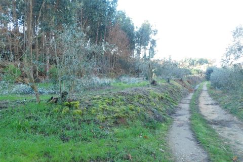 Tomt i Seia, Guarda, Seia - € 42 000 | Ref: 382260008 - foto 4