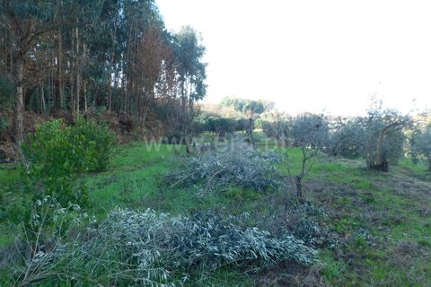Tomt i Seia, Guarda, Seia - € 42 000 | Ref: 382260008 - foto 6