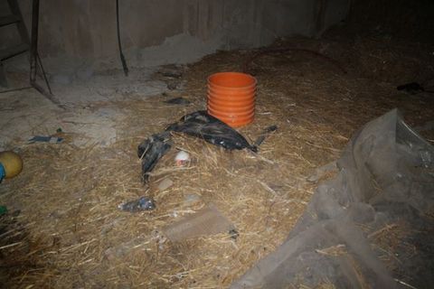 Finca i Aragona, Agrigento, Aragona - € 5.000 | Ref: Ciraolo Aragona - foto 8