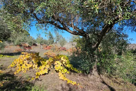 Helårsgrund i Castelo Branco, Castelo Branco, Castelo Branco - € 52.000 | Ref: C0434-01031 - foto 15