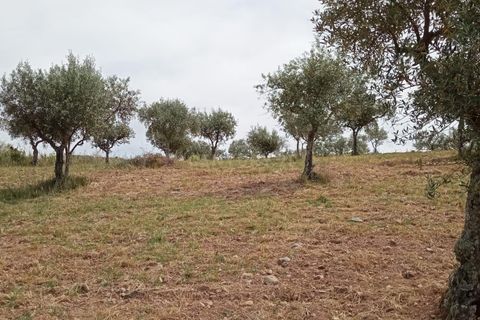 Helårsgrund i Castelo Branco, Castelo Branco, Castelo Branco - € 45.000 | Ref: C0434-00401 - foto 4