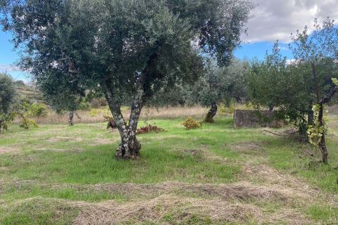 Helårsgrund i Castelo Branco, Castelo Branco, Castelo Branco - € 55.000 | Ref: C0434-00543 - foto 2